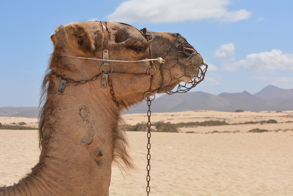 Nature desert fuerteventura
