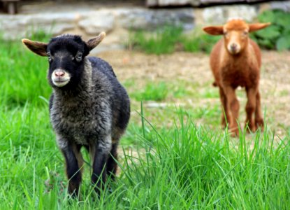 lambs