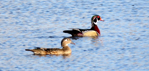 Wood Duck Pair photo