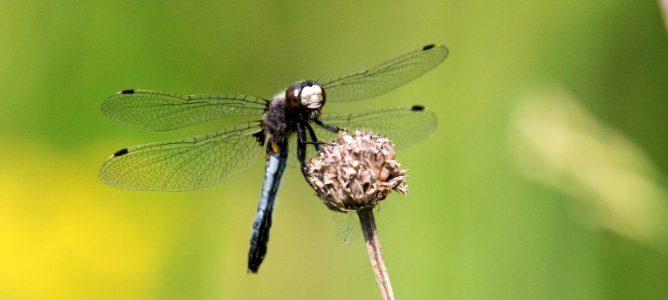 Dot-tailed Whiteface Dragonfly - Leucorrhinia intacta