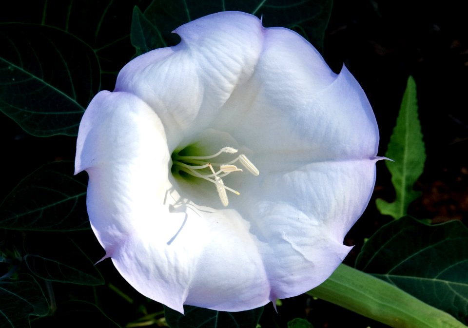 Moonflower