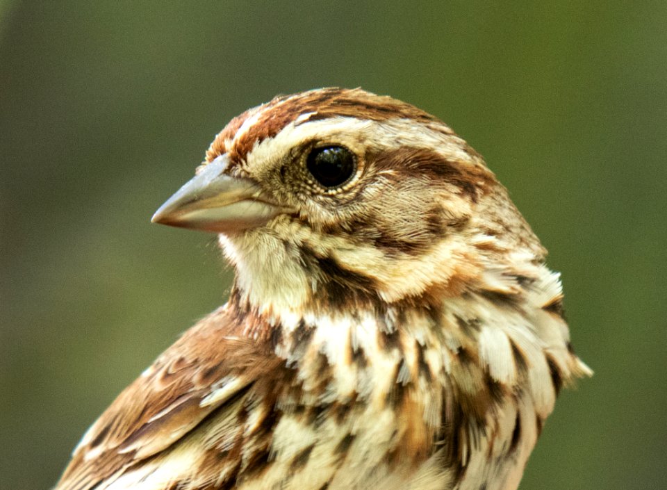 Song Sparrow Portrait