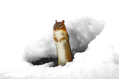 Chipmunk Surveying the Snowy Landscape photo
