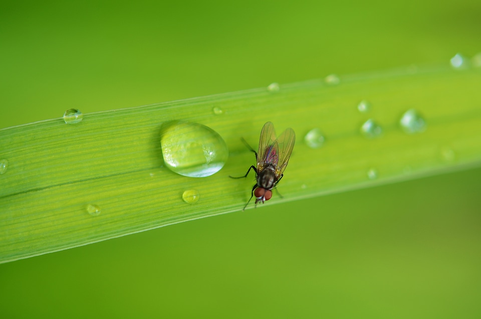 Fly wildlife summer