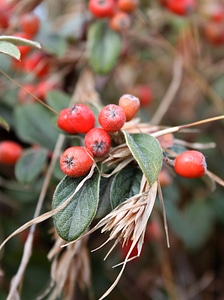 Berry green leaf