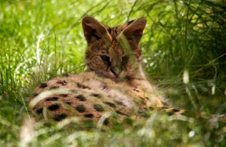 Marwell Wildlife