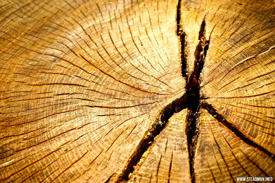 New Forest - Tree Rings