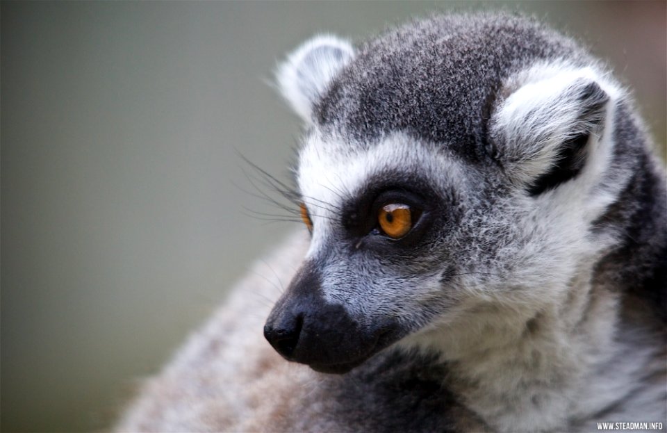Marwell Zoo - Ring Tailed Lemur