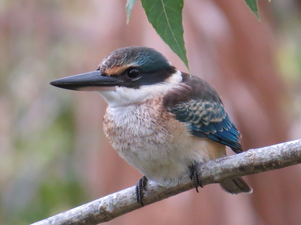 Feather nature beak photo