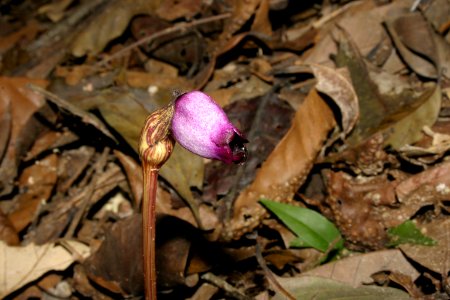 Aeginetia indica 040926-1587