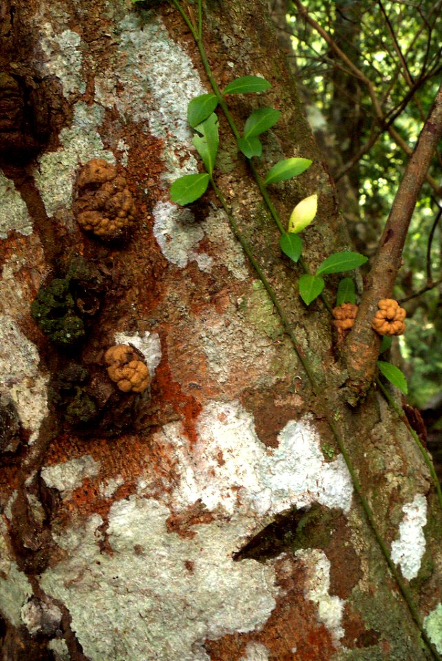 Parasitic angiosperm? 091110-0218