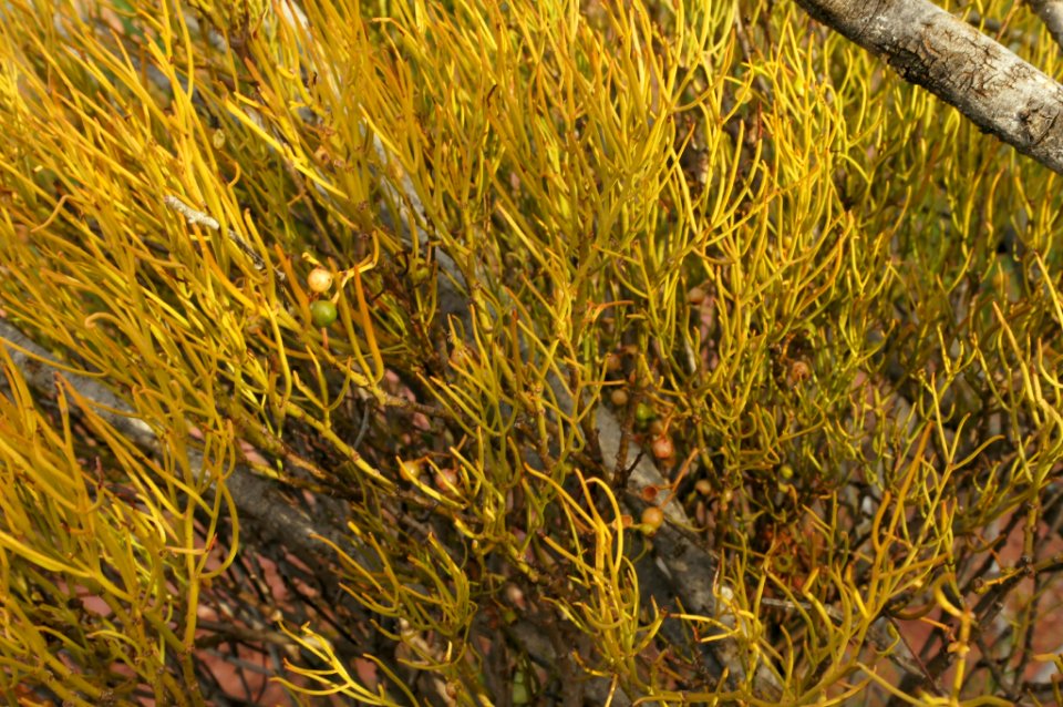 Amyema preissii 130604-8547