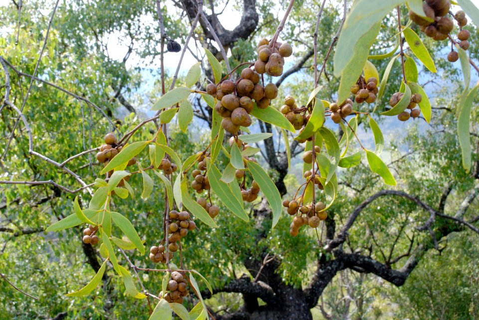 Santalum lanceolatum 090915-7850