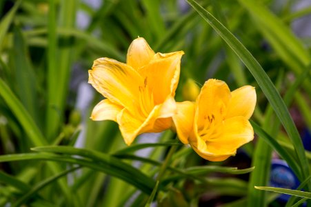 Hemerocallis Stella De Oro