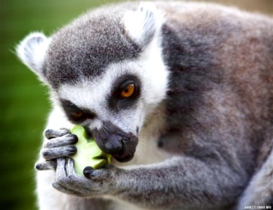 Marwell Zoo - Ring Tailed Lemur
