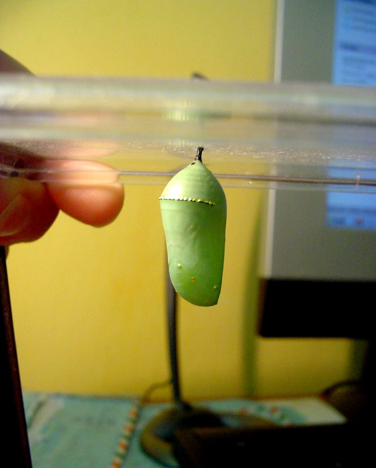 Chrysalis