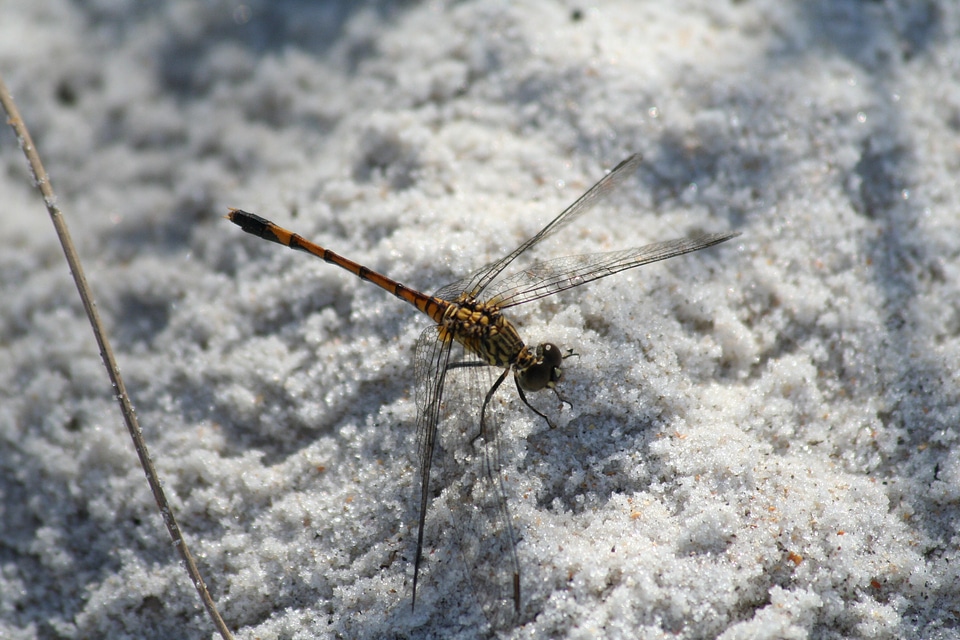 Snow winter nature