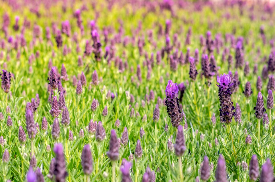 Lavandula Bandera Purple