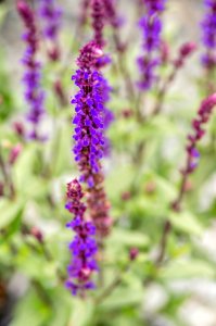 Salvia Caradonna photo