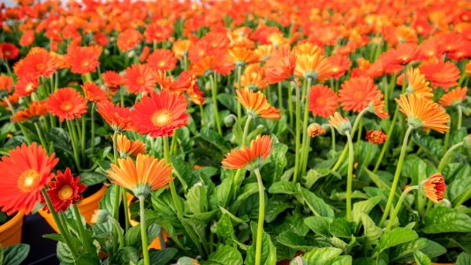 Gerbera Sweet Glow