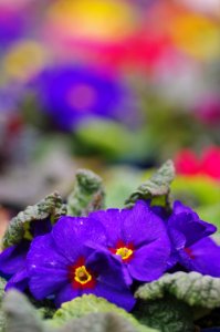 Primula Wanda Mix