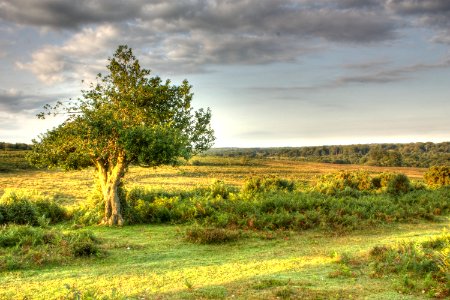 Sunrise in New Forest photo