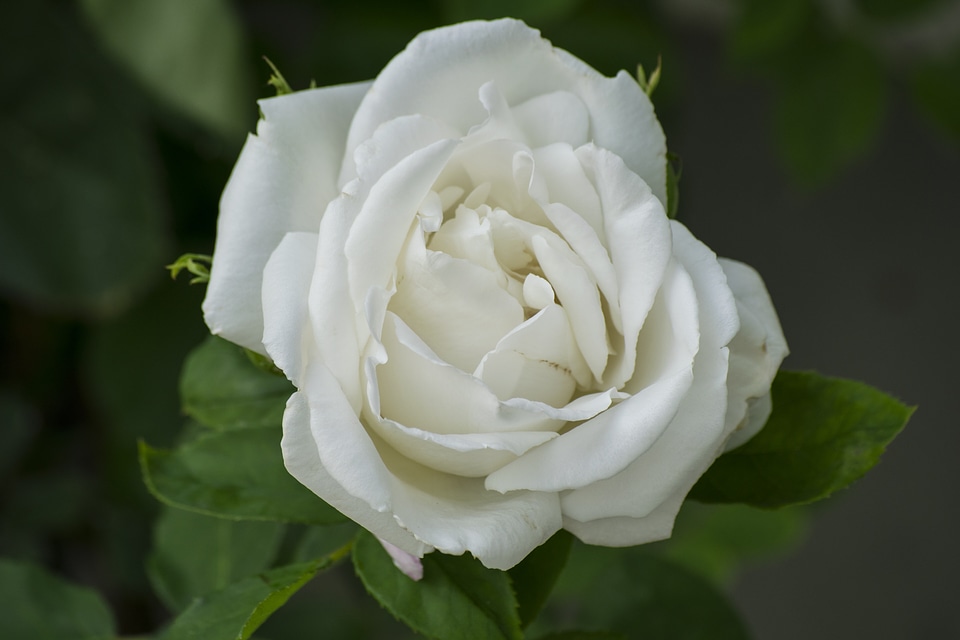 Rose blooms romantic nature