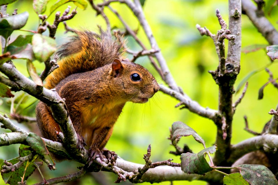 red-tailed squirrel