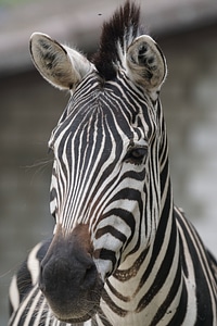 Zebra africa striped