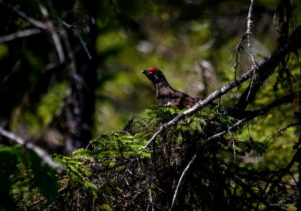 Spruce Grouse