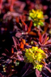 Euphorbia Poly. Bonfire