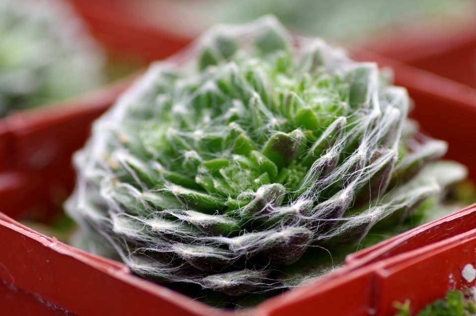 Sempervivum Cobweb Joy