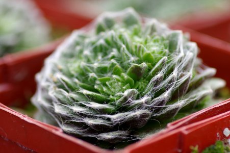 Sempervivum Cobweb Joy