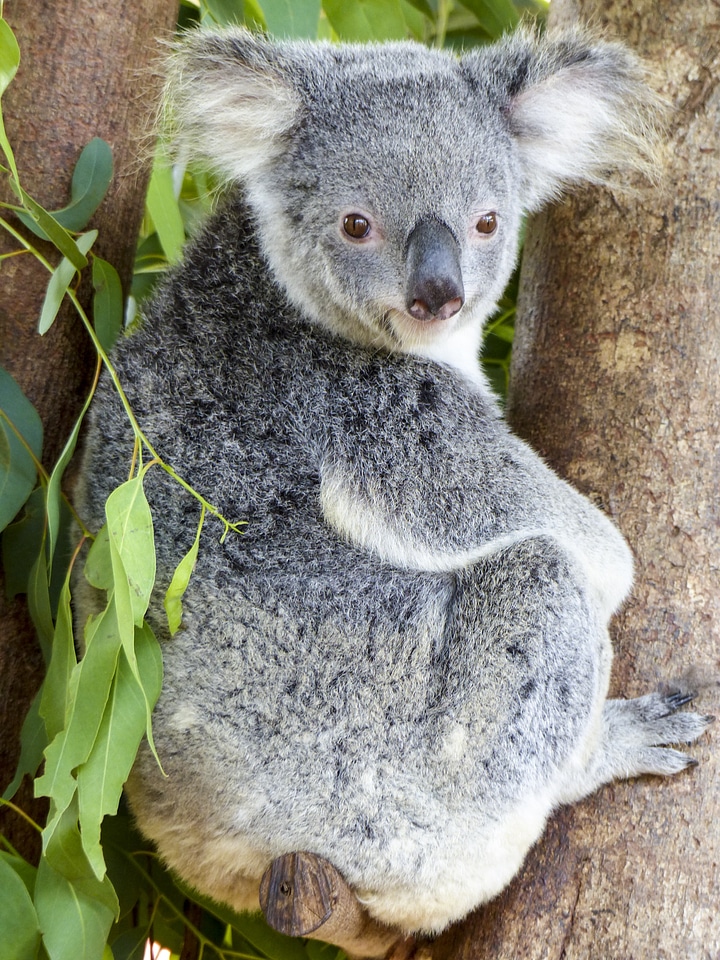 Cute nature wildlife