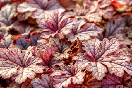 Heuchera Honey Rose
