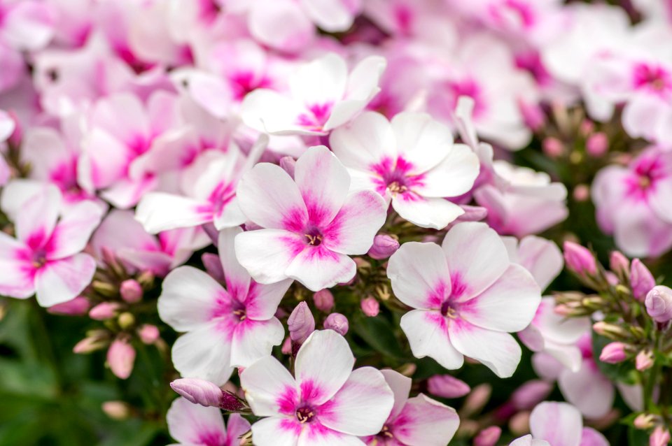 Phlox Pan. Early Start Light Pink