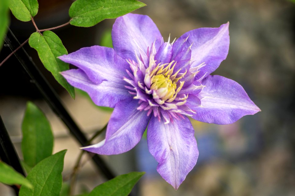 Clematis Assortment 3