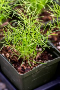 Dill - Dwf Fernleaf