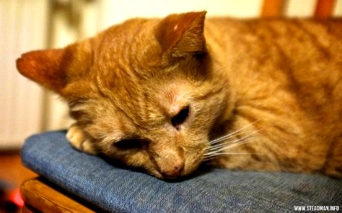 Sad Kitty