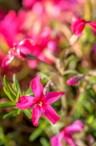 Phlox Sub. Scarlet Flame