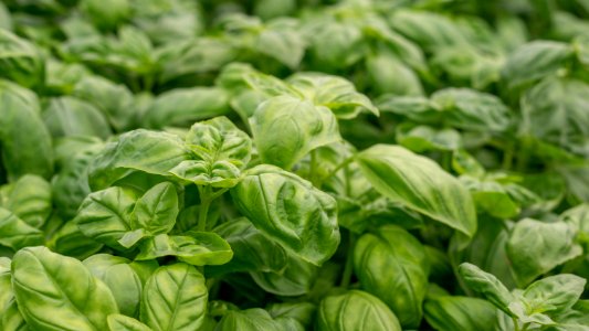 Sweet Basil