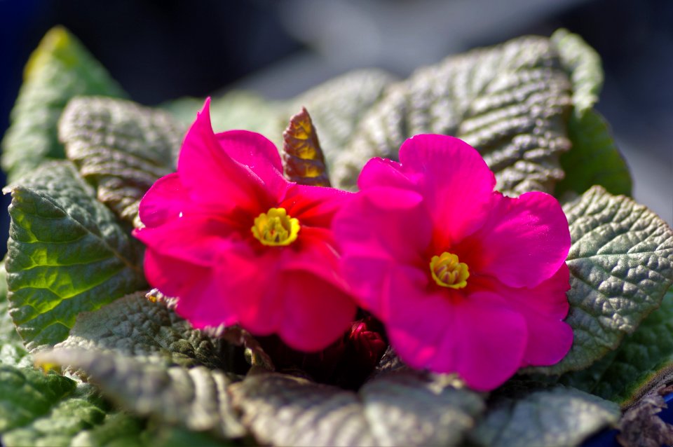 Primula Wanda Dark Pink