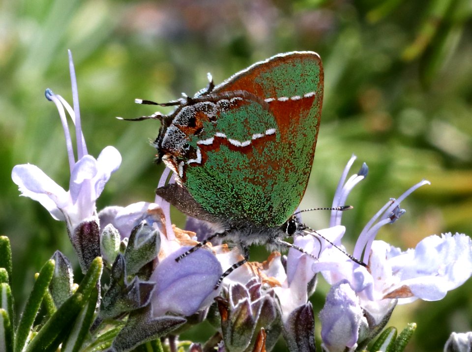 HAIRSTREAK, SIVA JUNIPER (Callophrys gryneus) (3-23-2018) 78 circulo montana, lake patagonia ranch estates, santa cruz co, az -01