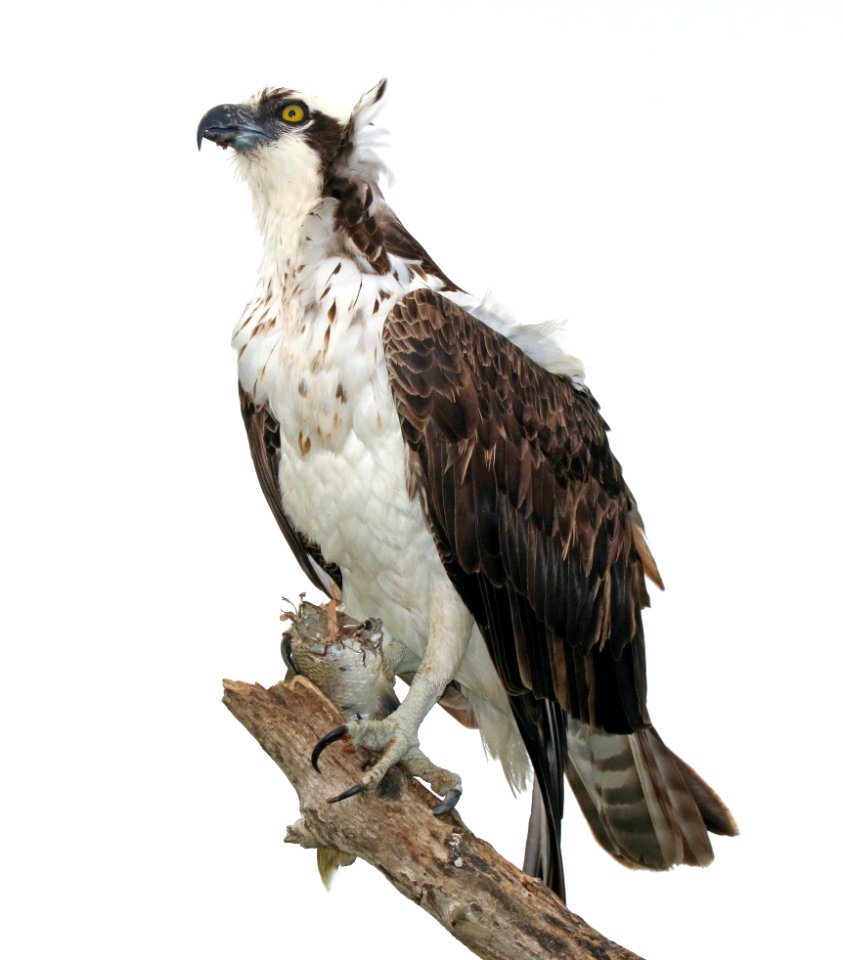 205 - OSPREY (2-6-2016) monroe co, fl -01