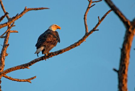 Bald eagle