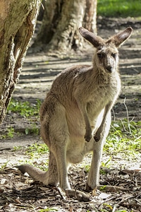 Animal mammal brown