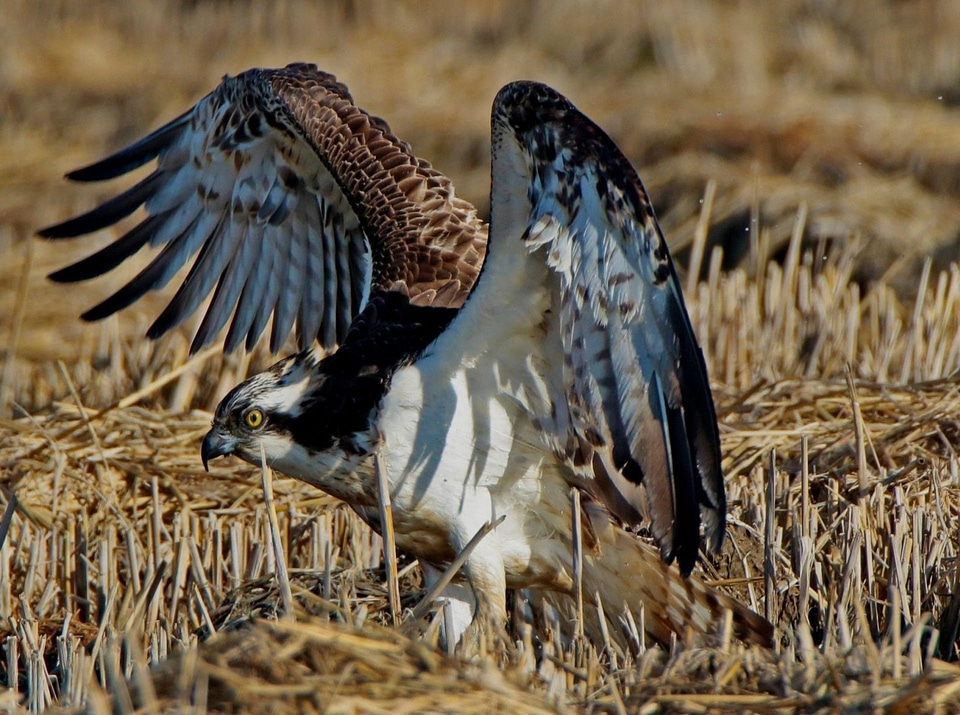 Beauty animals fly