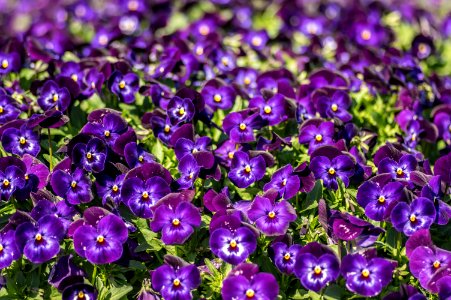 Viola Penny Denim Jump Up