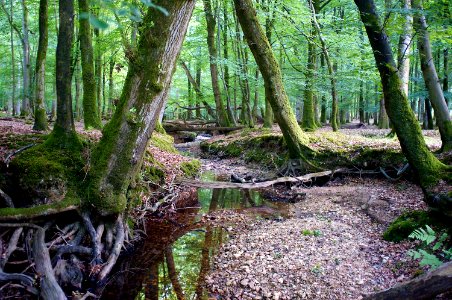 New Forest