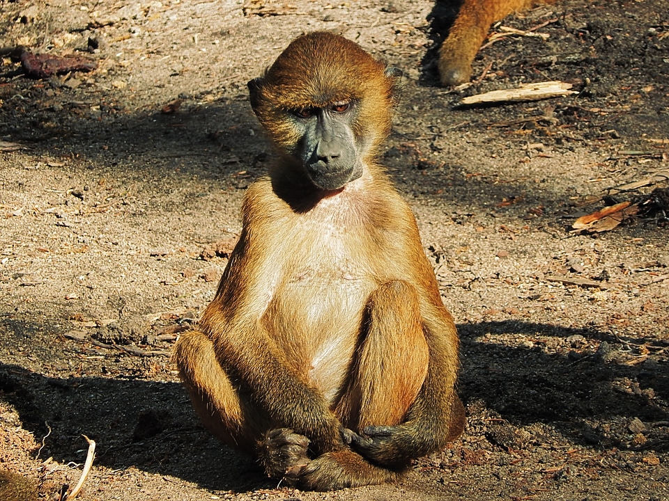 Monkey wilderness wildlife